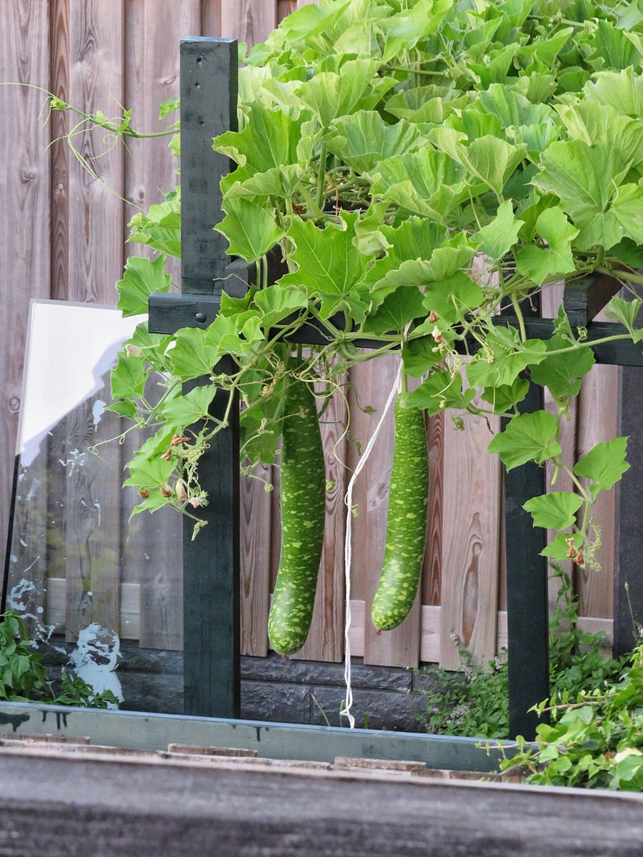 evelienepien83's tweet photo. I don’t know what my neighbour is growing, but i want it... bad!🤩 #naturalshade #cucumberbutnot https://t.co/F0AWDbrXqd