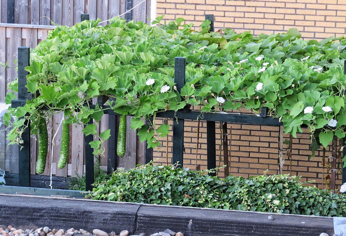evelienepien83's tweet photo. I don’t know what my neighbour is growing, but i want it... bad!🤩 #naturalshade #cucumberbutnot https://t.co/F0AWDbrXqd