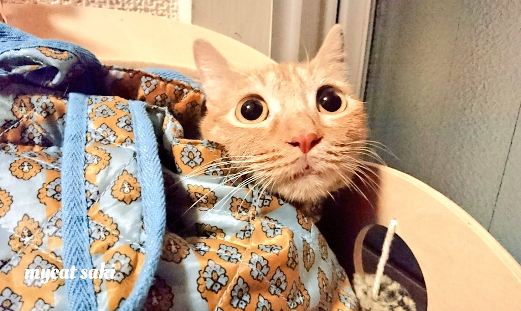 75japan_neko's tweet photo. mycat https://t.co/bfs95Ol11O
