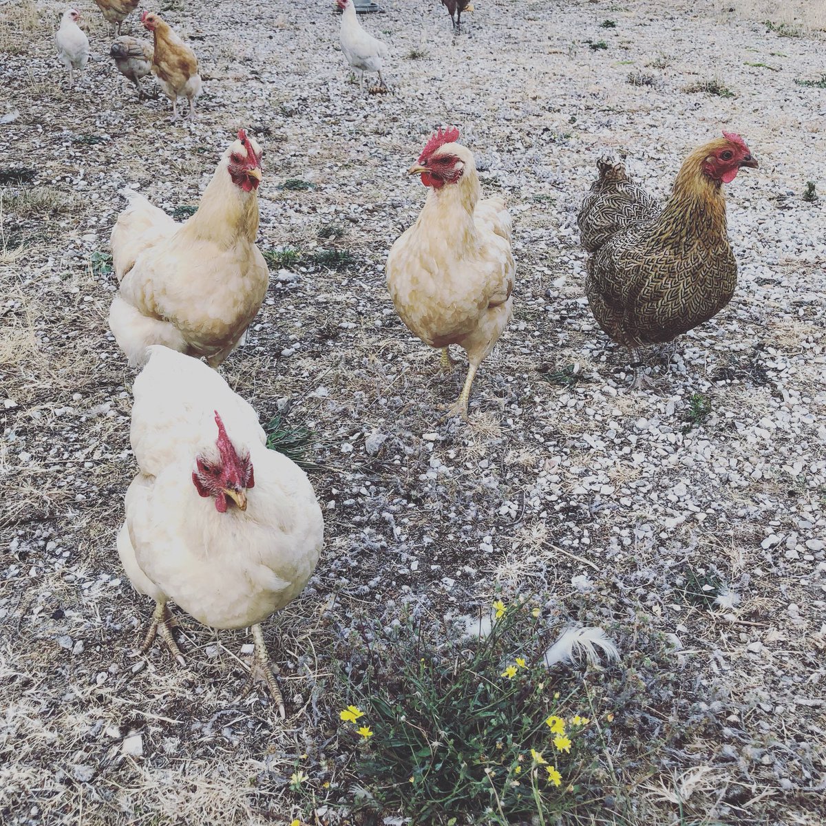 SmallholderMama's tweet photo. My lovely girls are loving all the worms and bugs the rain brought up! #chickens #smallholder #smallholding #country #Yorkshire #countrylife https://t.co/PUtkemFzpZ