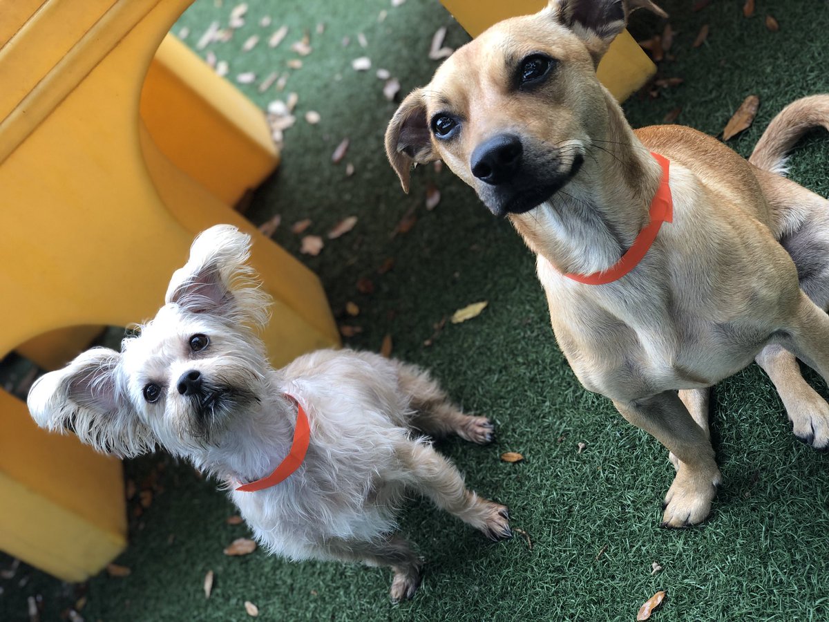 PPRNaples's tweet photo. ❤️Happy national mixed breed day from Poppy &amp; Myrle! #morkie #chihuahuamix #petparadiseresort #petparadisenaples #puppies #daycare #besties https://t.co/99Rcknhj14