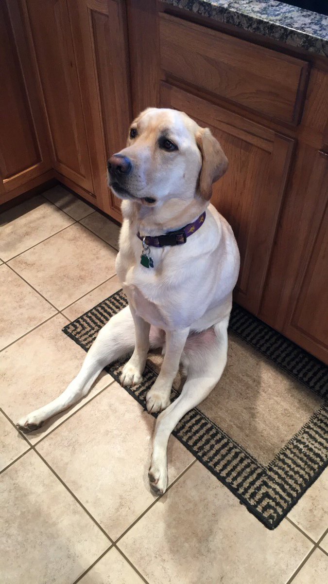 jaaylo02's tweet photo. 4 years ago today we were blessed to welcome our goofy doggo to the family 💕 https://t.co/XZrJJV7mr2