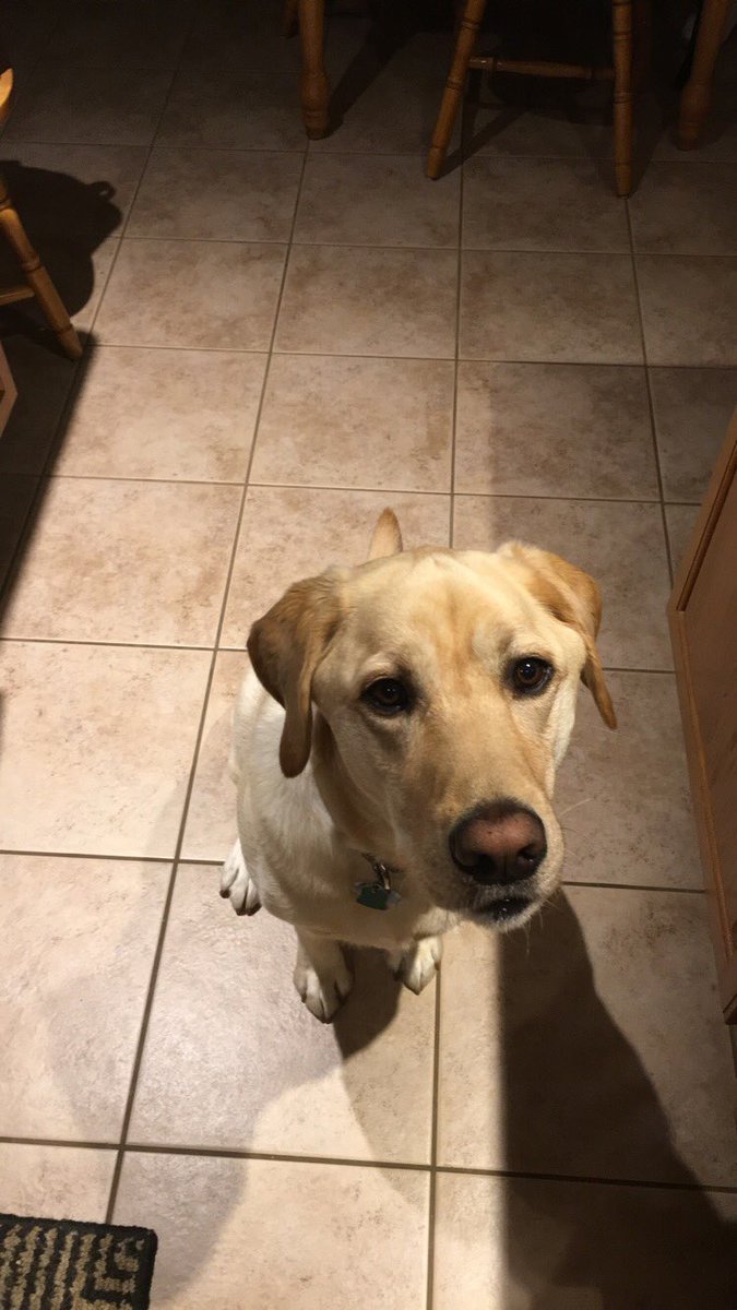 jaaylo02's tweet photo. 4 years ago today we were blessed to welcome our goofy doggo to the family 💕 https://t.co/XZrJJV7mr2
