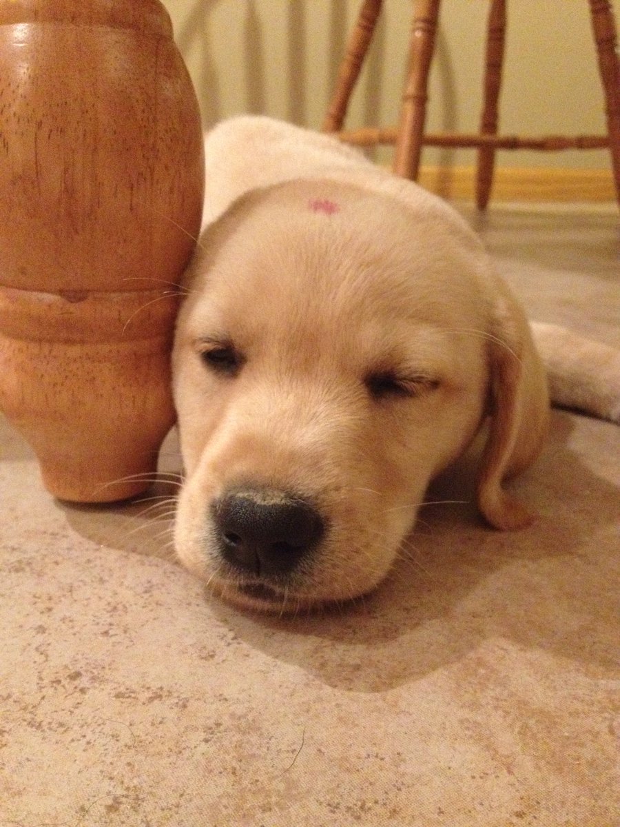 jaaylo02's tweet photo. 4 years ago today we were blessed to welcome our goofy doggo to the family 💕 https://t.co/XZrJJV7mr2