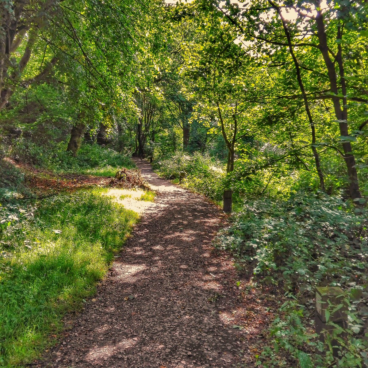 A walk in the woods #astleypark #chorley #lovelancashire  <a href="/InChorley/">Chorley in Pictures</a>