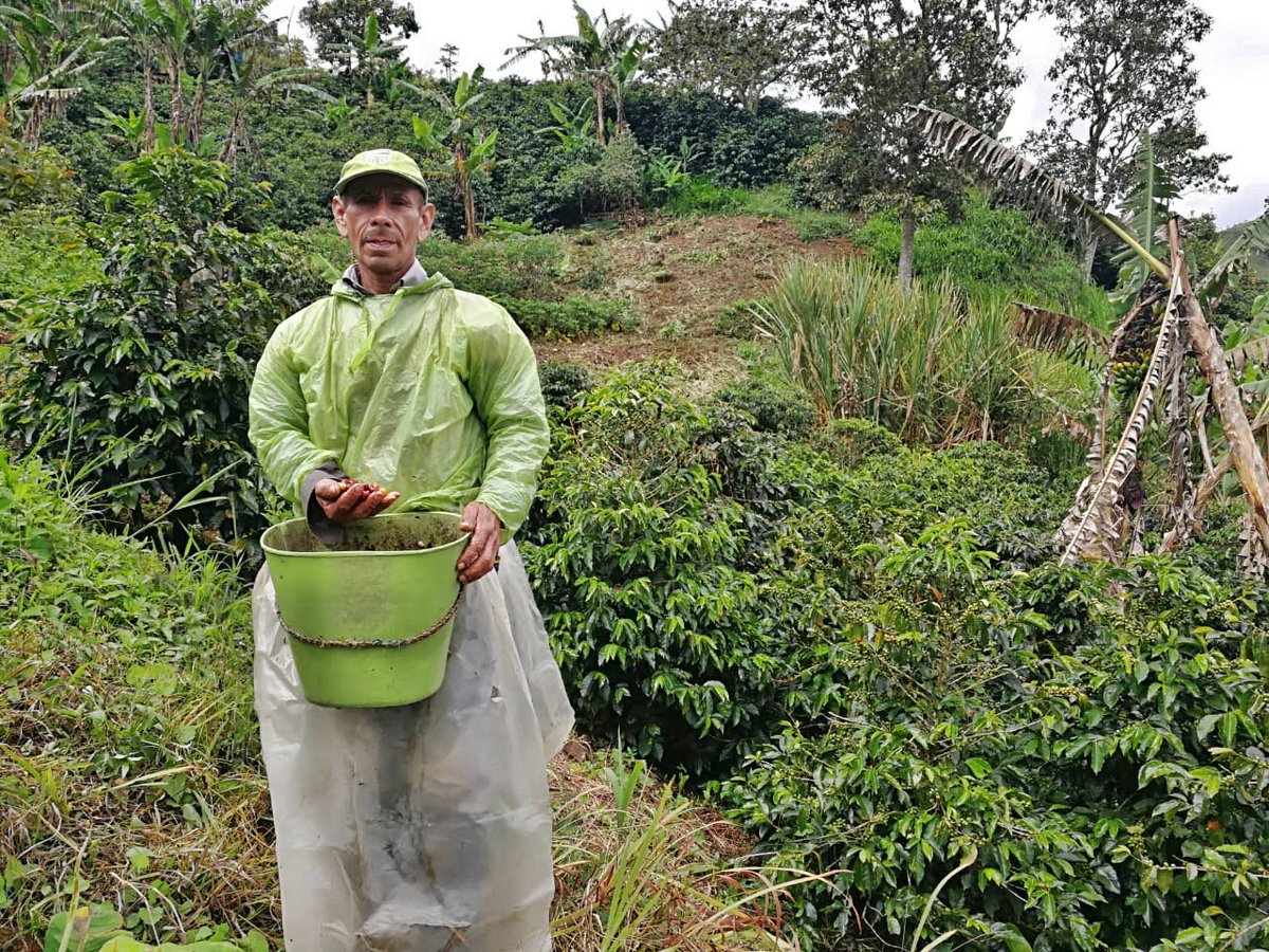 CNLGold's tweet photo. Con Siembra Futuro, en la vereda Juan Gómez de #Cañasgordas, las plantas del plátano dan sombra a cafetales y los plátanos absorben nutrientes del café para mejorar calidad. Familias cosechan cada 8 días entre 150 y 200 kilos de plátano. #MineríaBienHecha #MineríaModerna #TECOC https://t.co/0y86nyF3RU