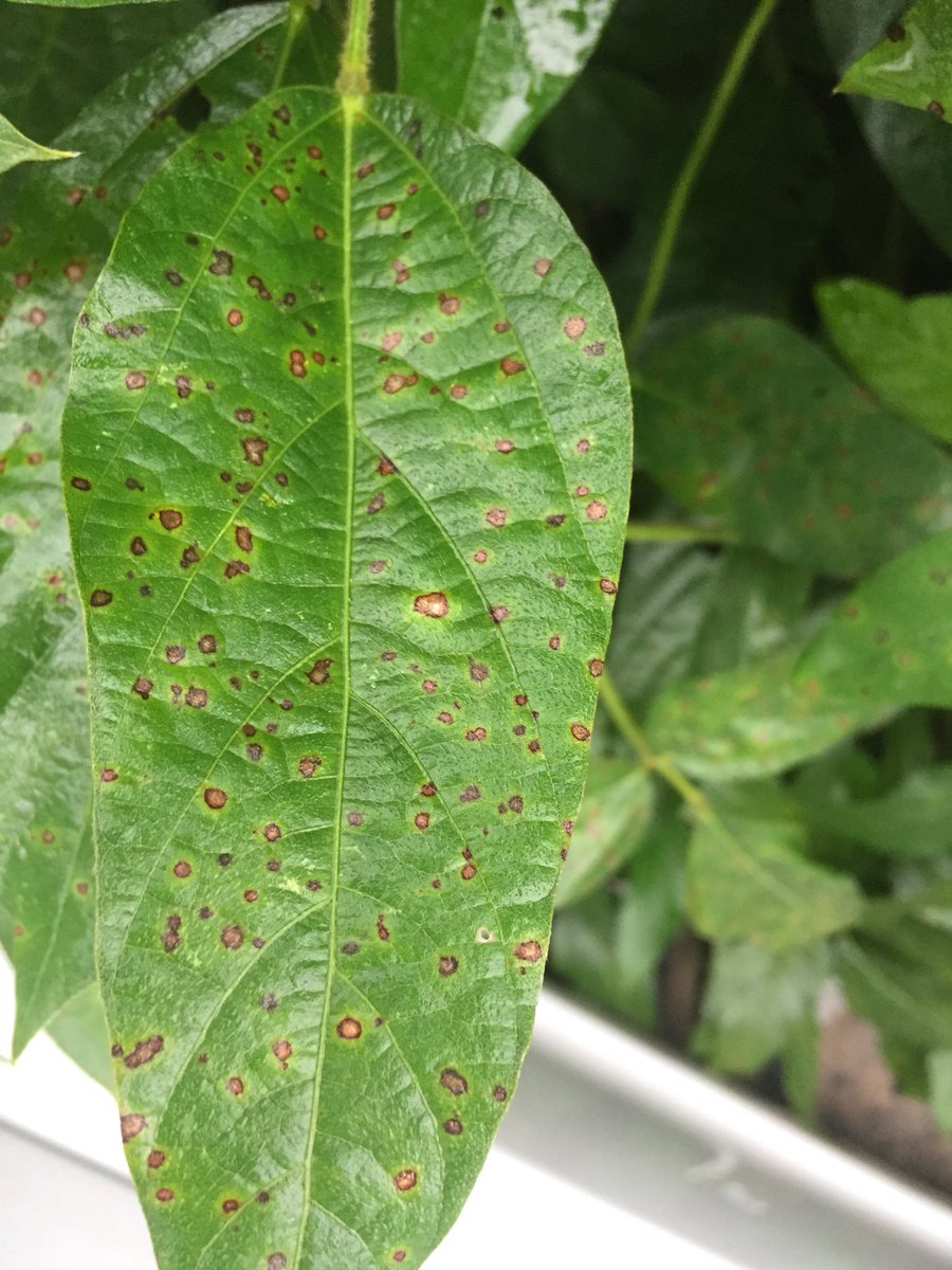 The weather we are having is conducive to Frogeye Leaf spot.