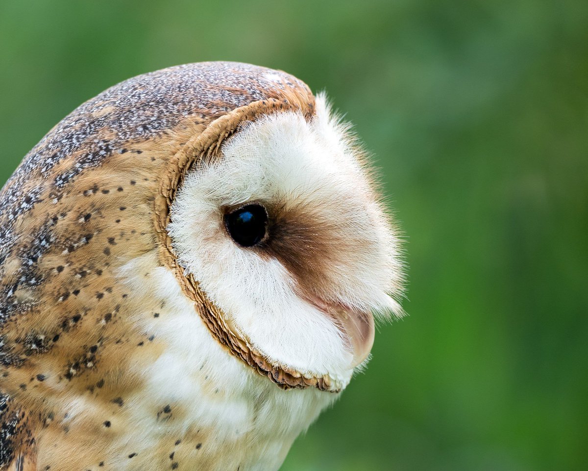 Olympus On Twitter Did You Know That Barn Owls Have Unique Wing