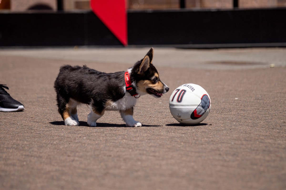 trailblazers's tweet photo. 🚨We’ve extended the registration deadline for our 1st annual Pup City until August 10th 🚨

Order today to guarantee your pups collar size: https://t.co/5bufvqrdW2 https://t.co/QnULIv4S5u