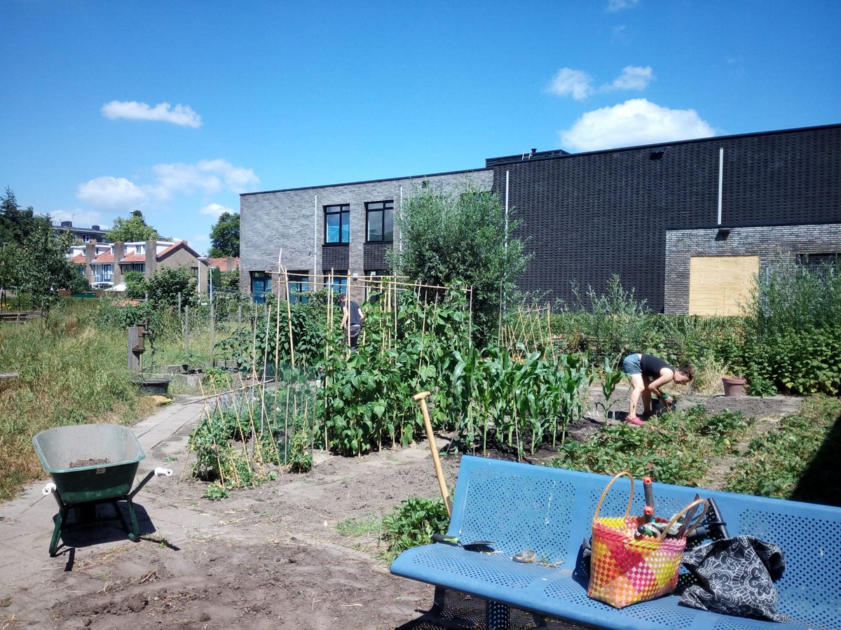 De Riddertuin is een buurtmoestuin in Tolsteeg/Hoograven, Utrecht. Samen verbouwen we groente aan de Ridderlaan. Zin om mee te doen: mail: riddertuin@gmail.com of twitter!