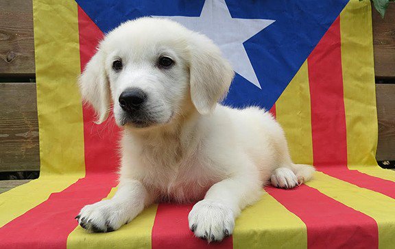 El delirio catalán sobre un perro de Jaén del que se cachondea todo Twitter - Página 4 DjdeKdeXoAEjXUY