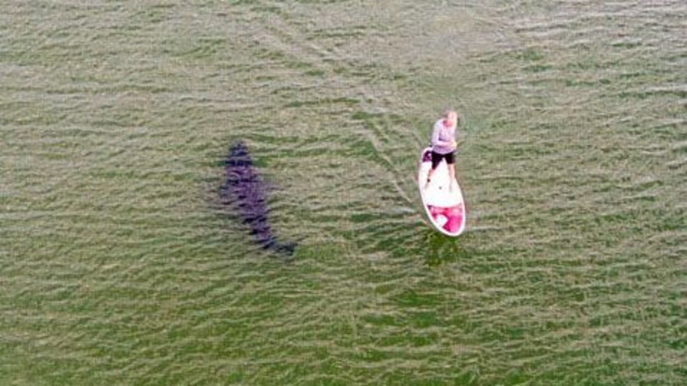 DanJaehnig's tweet photo. Would you have been able to stay on this paddleboard if you saw a shark below?  Next on @NBC10 @ 5 hear from the local man on the board.  Did he even know it was there? https://t.co/Xi8lmZGjhF