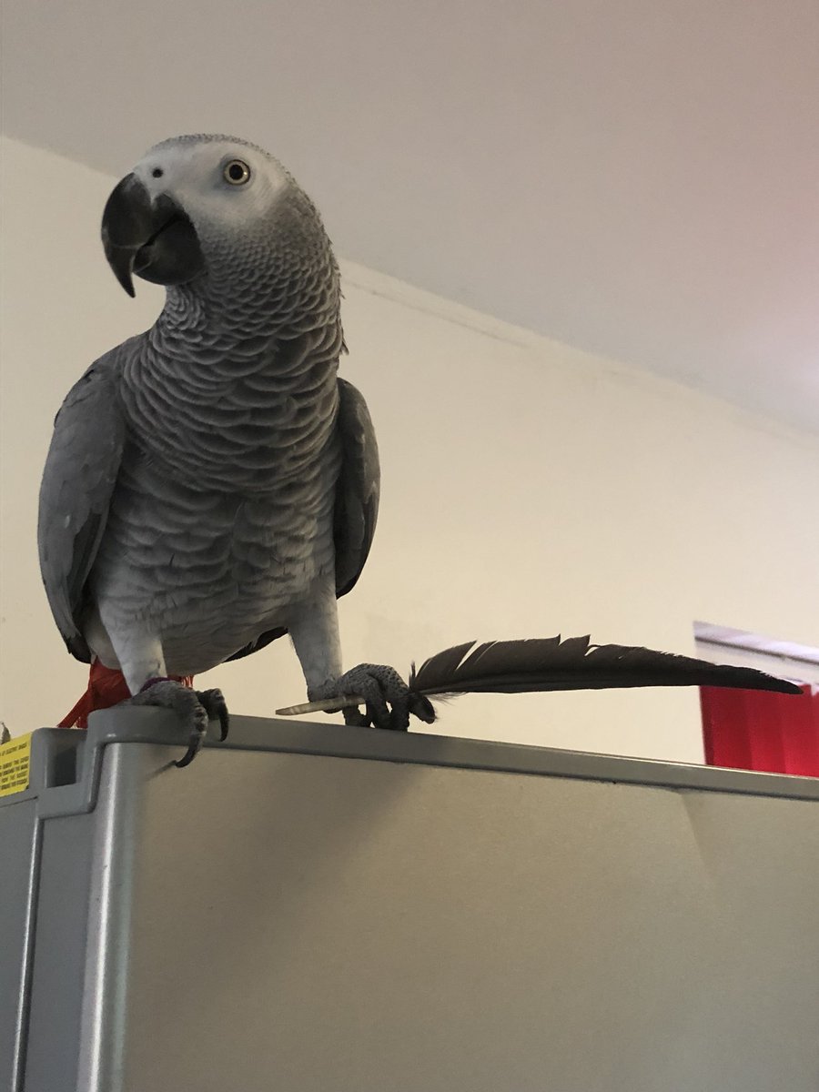 It’s just a feather you say!! 😍 #sidslife #featherlove #poser