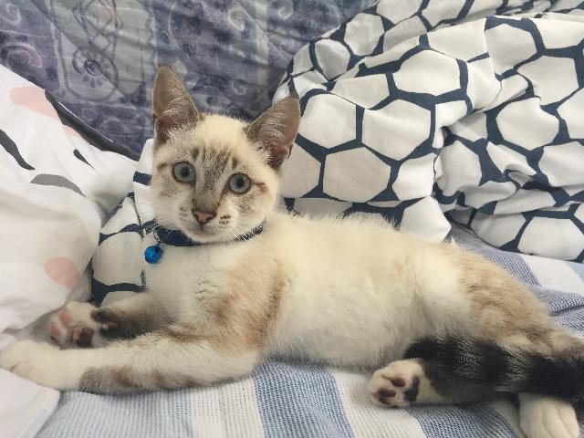 Alerte Animaux Perdu Twitterissa Perdu Chat Blanc Gris Avec Des Rayures Beiges Nomme Flocon A Rennes 35 Croise Siamois T Co Qwqsec7dyo T Co Mcib2xdgla