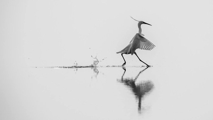 "Petite aigrette"

© Maurored54 #Art #Photographie #BlackAndWhite