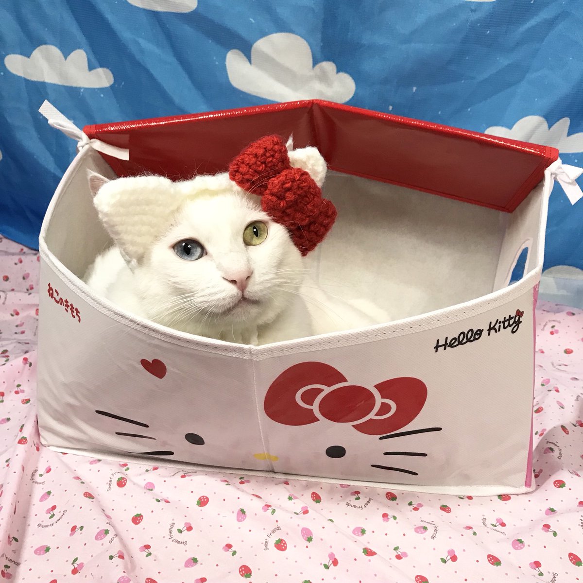 いけ ニャンフェス4フォトコングランプリ No Twitter ねこのきもち付録 マリーがキティに お転婆な子が遊んでも大丈夫なくらい丈夫で嬉しい ねこのきもち ねこのきもち付録 ハローキティ マリー コスプレ猫 サンリオキャラクター Hellokitty 猫のかぶり