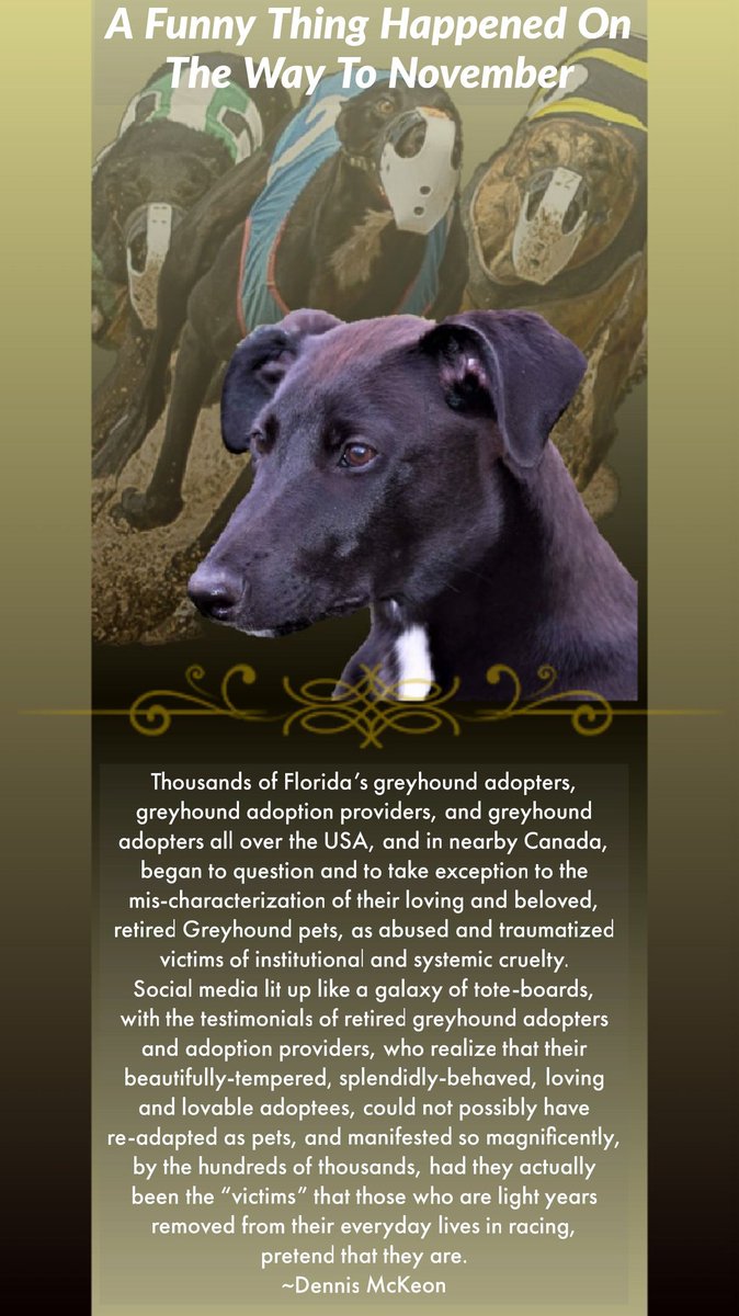 RealGreyhound's tweet photo. FLORIDA: ask yourselves why so many greyhound adopters and Greyhound specific adoption groups condemn Amendment 13. 
#Florida 
#VoteNoOnFL13 
#VoteNoOn13 
#GreyhoundRacing 
#LetThemRun https://t.co/xJ6QdSGGxf
