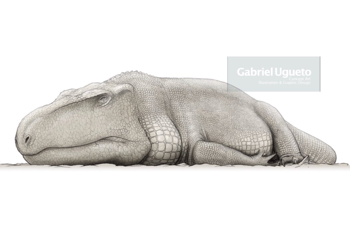 SerpenIllus's tweet photo. I have a thing for sleeping or basking Tetrapods, sooo here is a sketch of Garjainia madiba, an erythrosuchid, basking (no it is not dead) in the morning Early Triassic sun of South Africa. #paleoart #sciart #archosauriform https://t.co/J13UfNHhkU