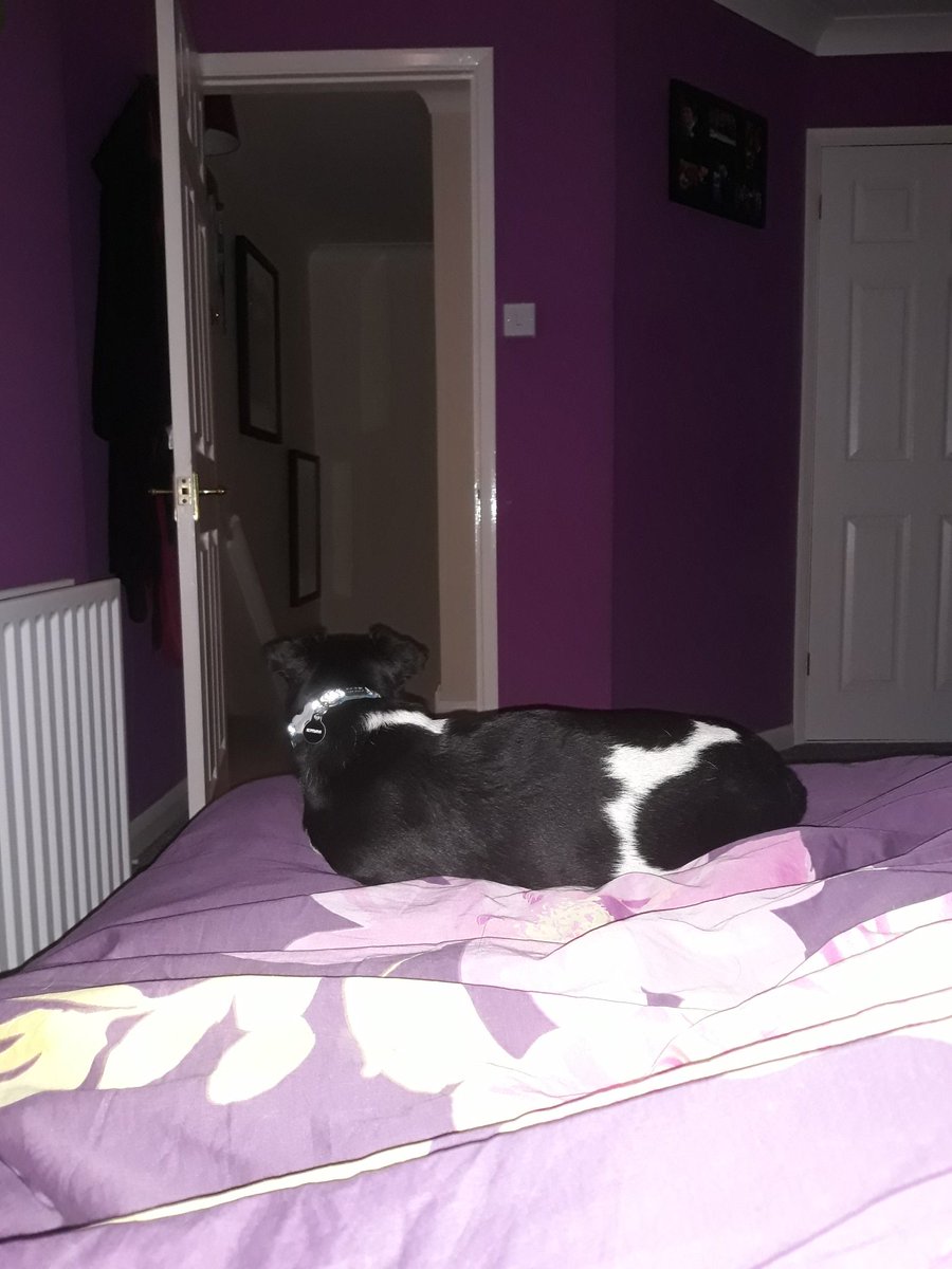 JazzGrumpyDog's tweet photo. If I don't look at mum she won't notice that I'm on the bed #stealthdog #sleepydog https://t.co/ntCLGpgctr