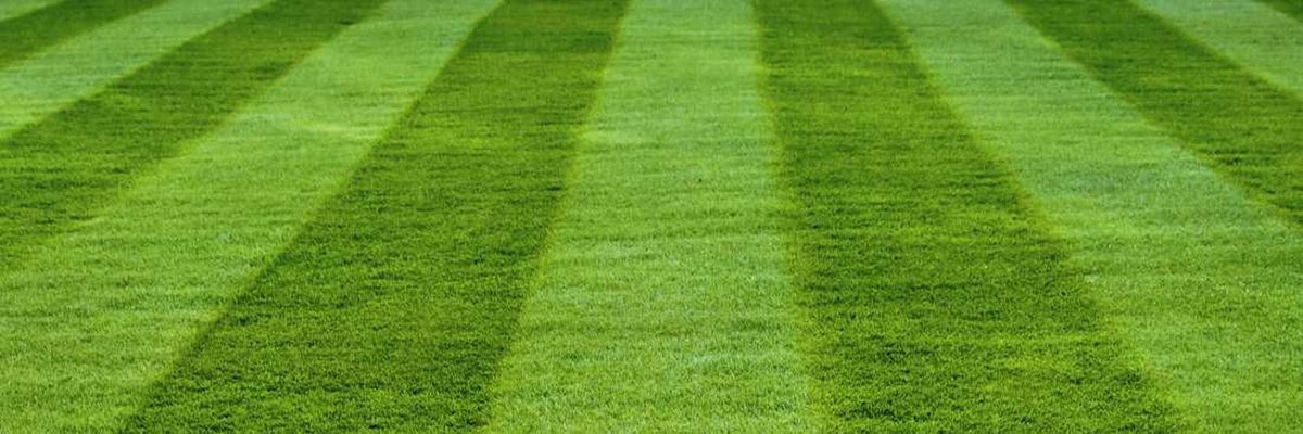 liverpooltrees's tweet photo. #Gardening by #LiverpoolTreeCompany #LiverpoolTrees #LiverpoolCity #Gardening #TreesLiverpool #Plants #Gardener #Calderstones #Woolton #Allerton #Aigburth #Halewood #Speke #Childwall #Huyton #CalerstonesPark #Grassindale #Otterspool #RiversideDrive #WooltonVillage #lawn https://t.co/E8l3ZnblYf