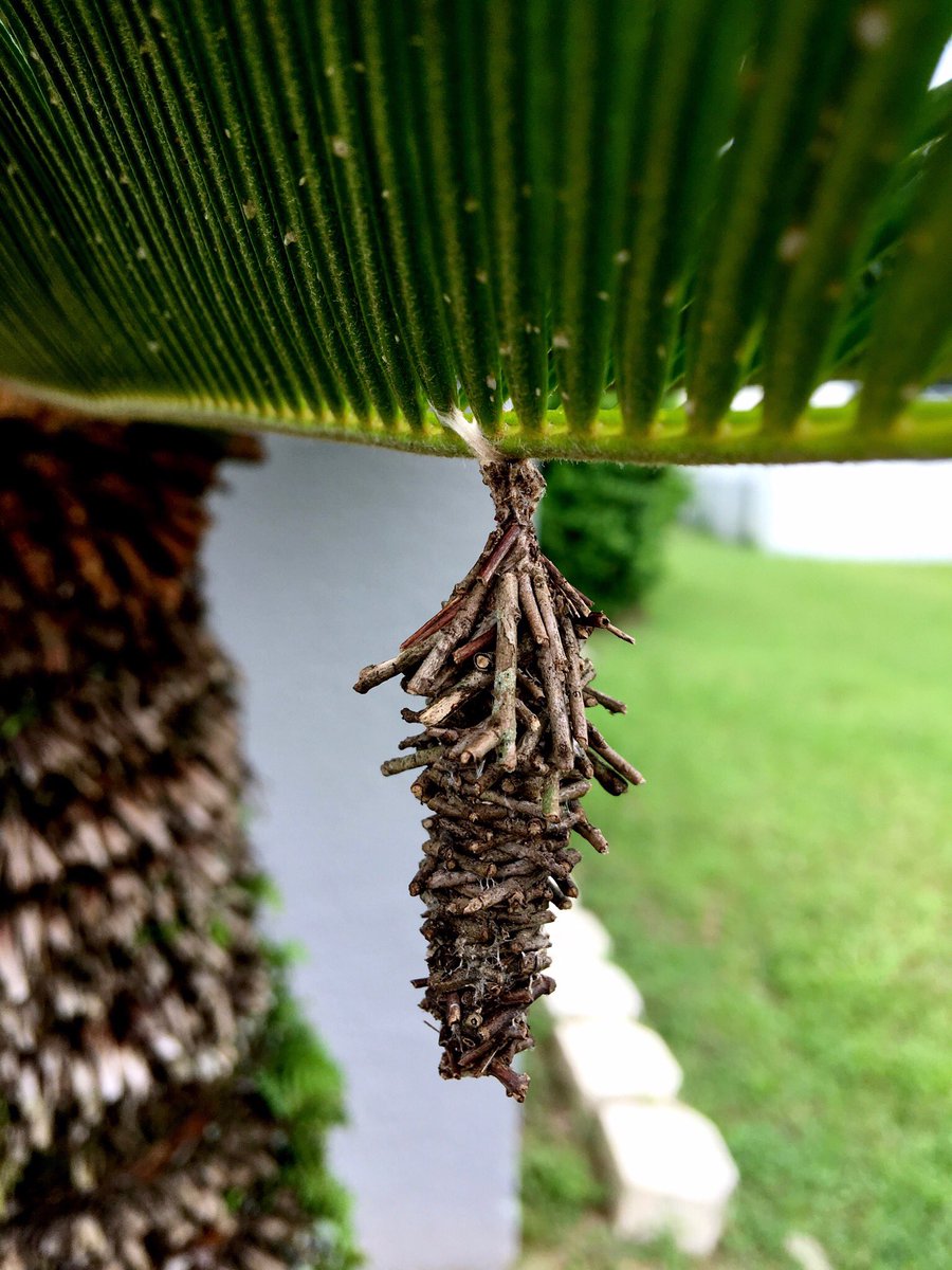 ShaneWooten's tweet photo. This is cool! Does anyone know what is it? #swrocks #coocon #backyard #crazystuff #ocalaflorida #woodside https://t.co/278ulyl5L5
