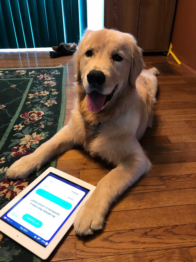 JStric11's tweet photo. @hqtrivia     I love being HQutie. Everyday playing Qmero Número Uno!     @bailey.goldpaws instagram!  🐾🐾 https://t.co/e0hGoVSQN0