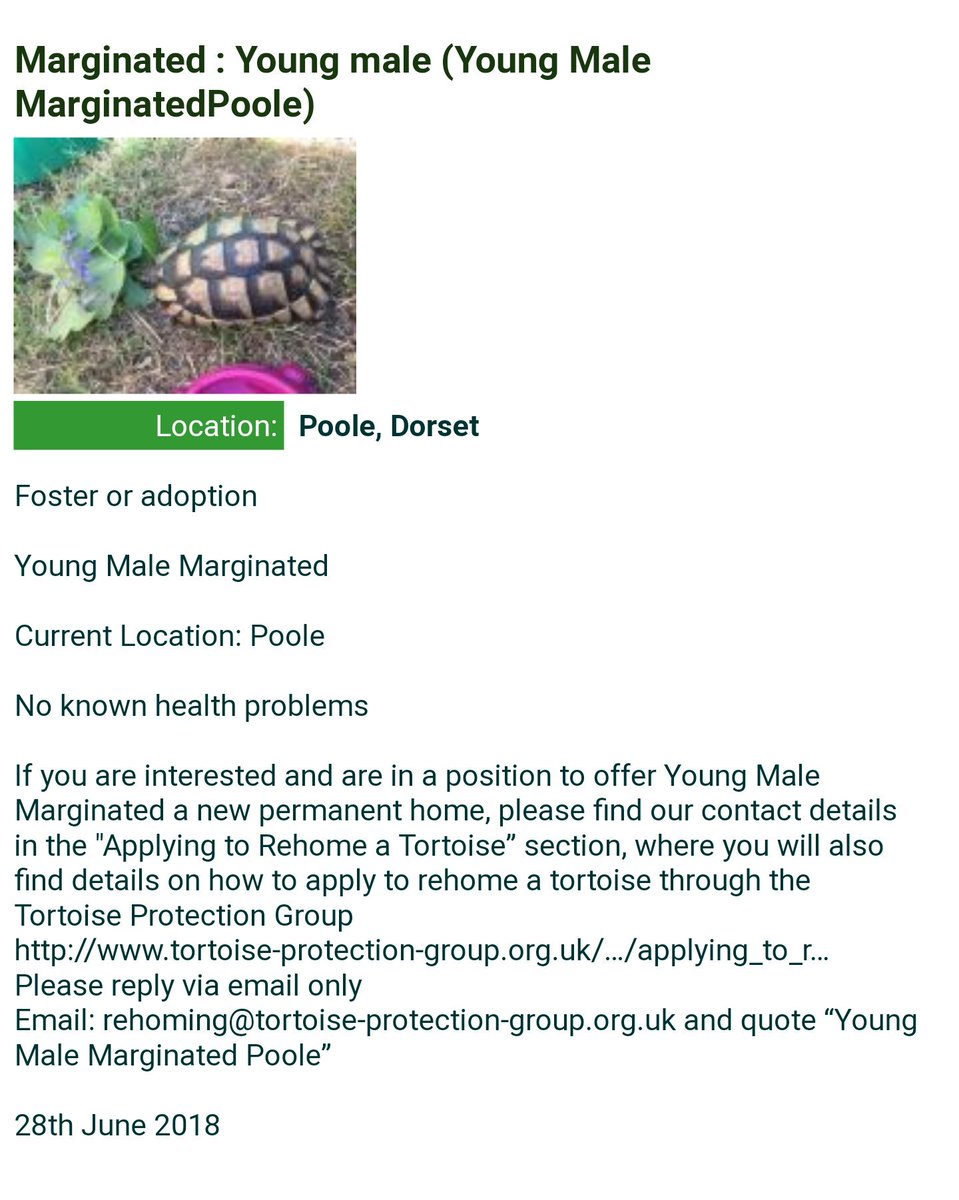 TortProtection's tweet photo. #marginated #tortoise needs a new home #foster or #ADOPT #Poole #dorsethour #Dorset #AdoptDontShop no rehoming fees. https://t.co/071c3TUkLN