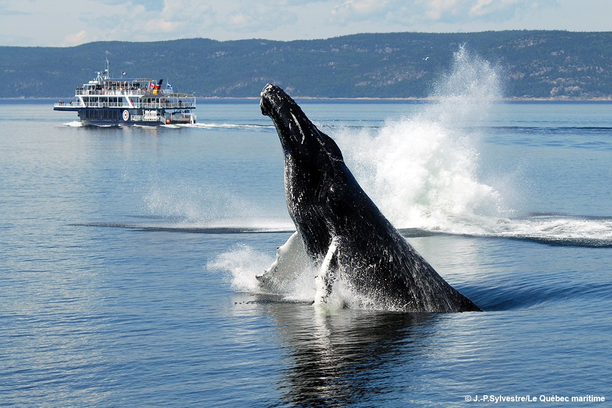 TourismeQuebec's tweet image. #Tadoussac est réputé pour l’observation des #baleines, sa baie majestueuse et ses édifices patrimoniaux quasi mythiques comme l’Hôtel Tadoussac et la petite chapelle. Rendez-vous le dernier mardi du mois pour découvrir d’autres beaux #villages du Québec! bit.ly/2mMUt1B
