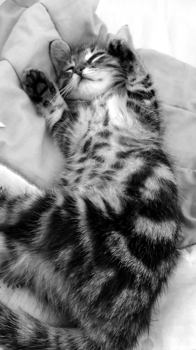 starftxgirl's tweet photo. mon bb ❤️ #postyourcat https://t.co/hCRwvIsVWJ