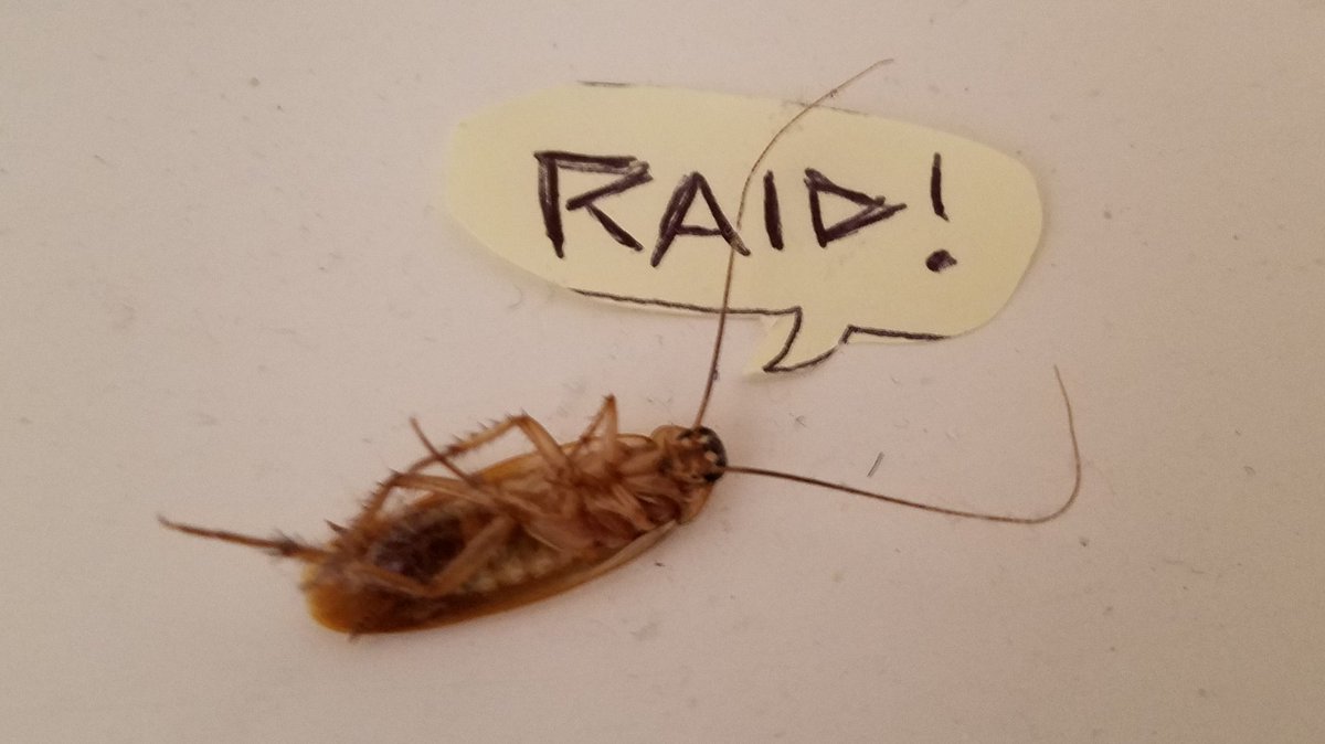 AnthonyG70's tweet image. Bored at work...he&apos;s been dead for a week now. Think maint will get hint?  #raid #deadbug #bug #humor