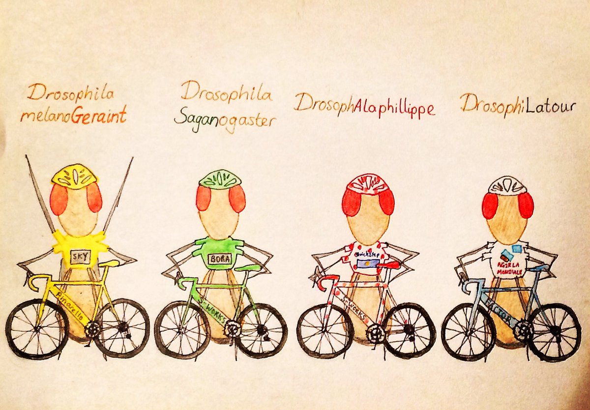 DaniedmundsDani's tweet photo. #TourdeFrance2018 #letourdefrance #geraintthomas #sky #pinarello #yellowjersey #sagan #greenjersey #alaphillippe #polkadotjersey #latour #whitejersey #drosophila #drosophilamelanogaster #fruitfly #biology #borahansgrohe #sworks #quickstepfloors #ag2rlamondiale #cycling #factor https://t.co/BP5JepWPB0