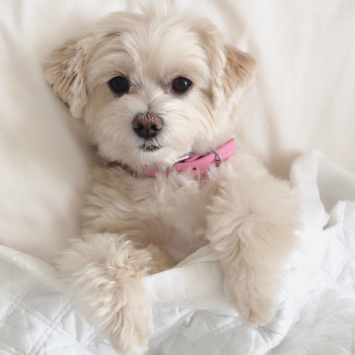 SusanElKhoury's tweet photo. In my next life I want to come back as this fluff #lilystyle https://t.co/AzwXfuXuxr