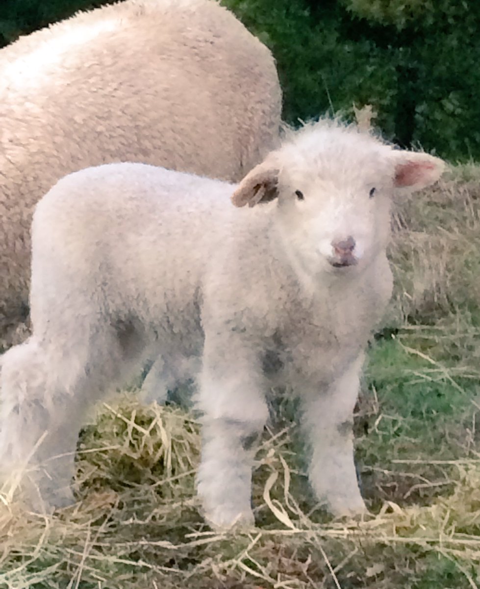 decisiveman's tweet photo. ‘Shebaa’ is now 1 month old - quite a calm little thing.
#Sheep365 #lamb18 https://t.co/dNOqmLT3g9