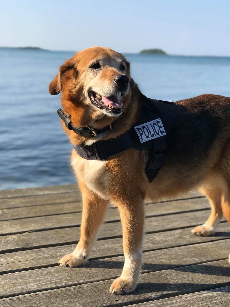 ProjectK9Hero's tweet photo. @AmericanHumane K-9 Flash - a 14 year old German Shepard/Cattle Dog Mix - A retired Police K-9 with 3,000 deployments and 2,200 finds - National Ambassador to the @ProjectK9Hero Foundation - The @AmericanHumane Law Enforcement Dog of the Year! Vote today at: https://t.co/mOrBS06YPF https://t.co/uMGBQXiFjz
