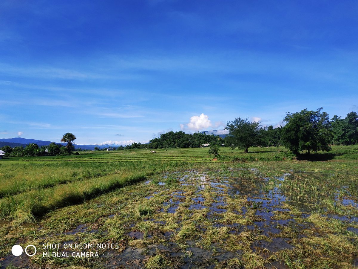 YezBetch's tweet photo. Shot on Redmi Note 5 AI + stock vivid mode @xiaomi @MiPhilippines #redminote5AI #redminote5 #redminite5Globalversion https://t.co/b2J7T4u0ld
