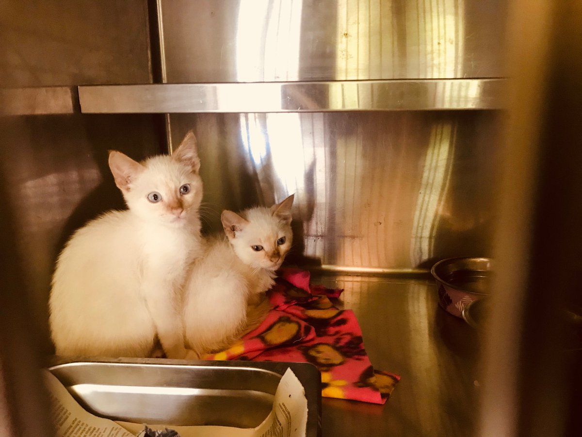 Angie Crouch on Twitter "All 6 LA City Animal shelters are full due to