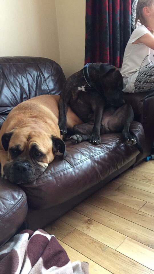 dad__NE's tweet photo. Fly high, ty ❤️🐾 https://t.co/0iCCBpqBT0