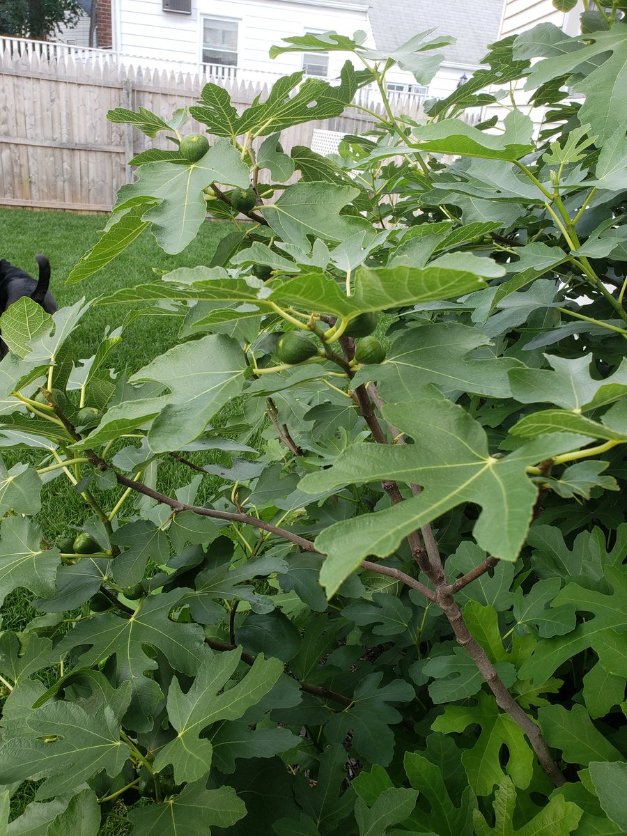 Fig are doing well!