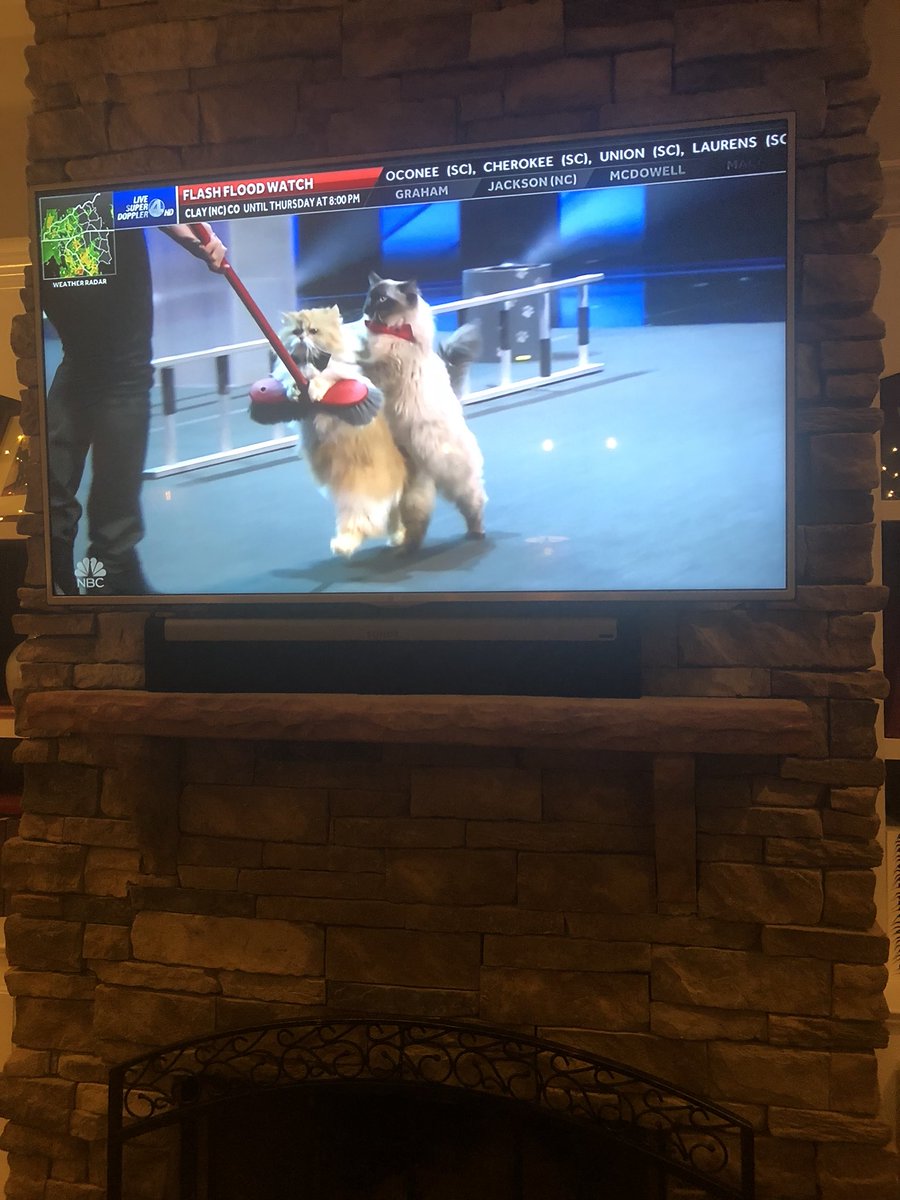 MeganHeidlberg's tweet photo. Alright Ally cat. Time to step up your game!!!! #agt #cats #catact #JudgeCuts @SavitskyCats https://t.co/DWvYRQhp43