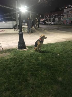 Urgente !!! Perrito extraviado en Stgo Centro , favor dif  por si alguien lo busca !!! @DGatunaPerruna <a href="/AnimalitosRT/">AnimalitosRT</a> <a href="/plazasbolsillo/">Plazas de Bolsillo</a> <a href="/Perdidog_Chile/">Perdidog</a> <a href="/wearewof/">We are WOF</a> <a href="/PerrosPlazaHuem/">Perras Tuiteras🐾 Barrio Franklin 🇨🇱🐶🐱</a> <a href="/MascotaCl/">Mascotas Perdidas</a> <a href="/Animalperdidocl/">Mascotas Perdidas</a> <a href="/carolinapinoc/">Caro 🌲 C.</a> @mjbellop <a href="/EcoBeauchef/">Eco barrio beauchef</a>