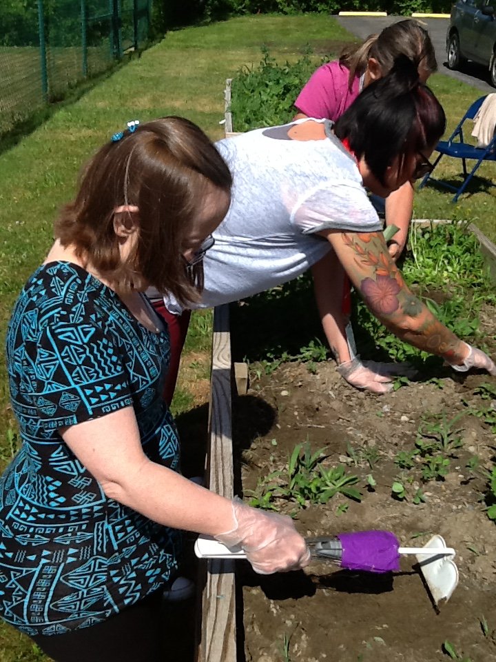 SpringbrookNY's tweet photo. This year the Dayhab therapy department is celebrating the #joy of gardening with a group of Dayhab participants. They help weed, plant, water and eventually harvest the vegetables. 👩🌾 #ExperienceSpringbrook https://t.co/sgYPO2ZnTQ