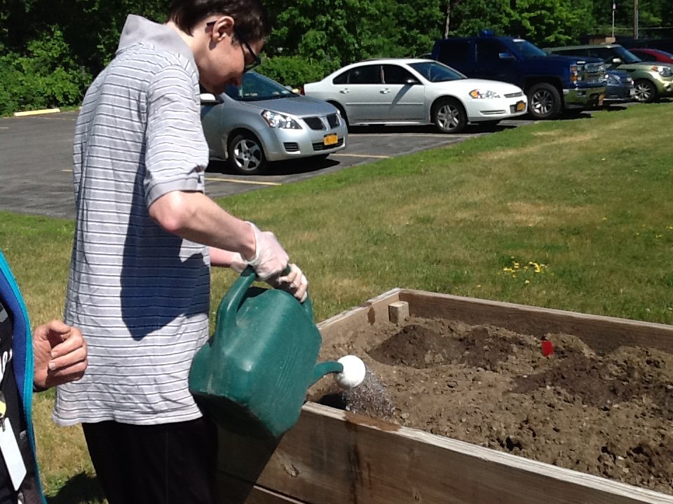 SpringbrookNY's tweet photo. Dayhab gardeners are growing cucumbers, tomatoes, pumpkins, carrots, beans, basil, and mint. All of the crops will be used in #therapeutic activities within the dayhab including sensory groups for tasting, smelling, describing, etc. 👩🌾 #ExperienceSpringbrook https://t.co/VbeSjwhG2F