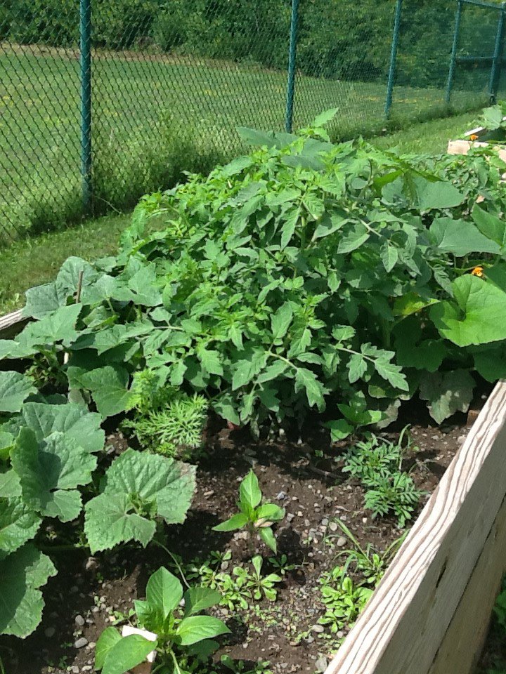 SpringbrookNY's tweet photo. The garden includes two small raised beds; this has proved very #successful with the participants, and the therapy department hopes to expand the size of the garden next summer. 👩🌾 #ExperienceSpringbrook https://t.co/ryrYtSlz7v