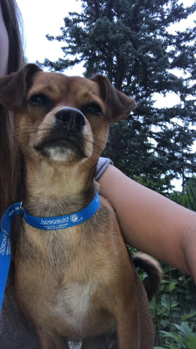 LilliStolieckas's tweet photo. Twitter do your thing! Help me find their homes! I found these two on the corner of Franklin and Ionia Street in Grand Rapids, MI!!! PLS RT &amp; SPREAD THE WORD!!!! https://t.co/ceUGX1Hk1y