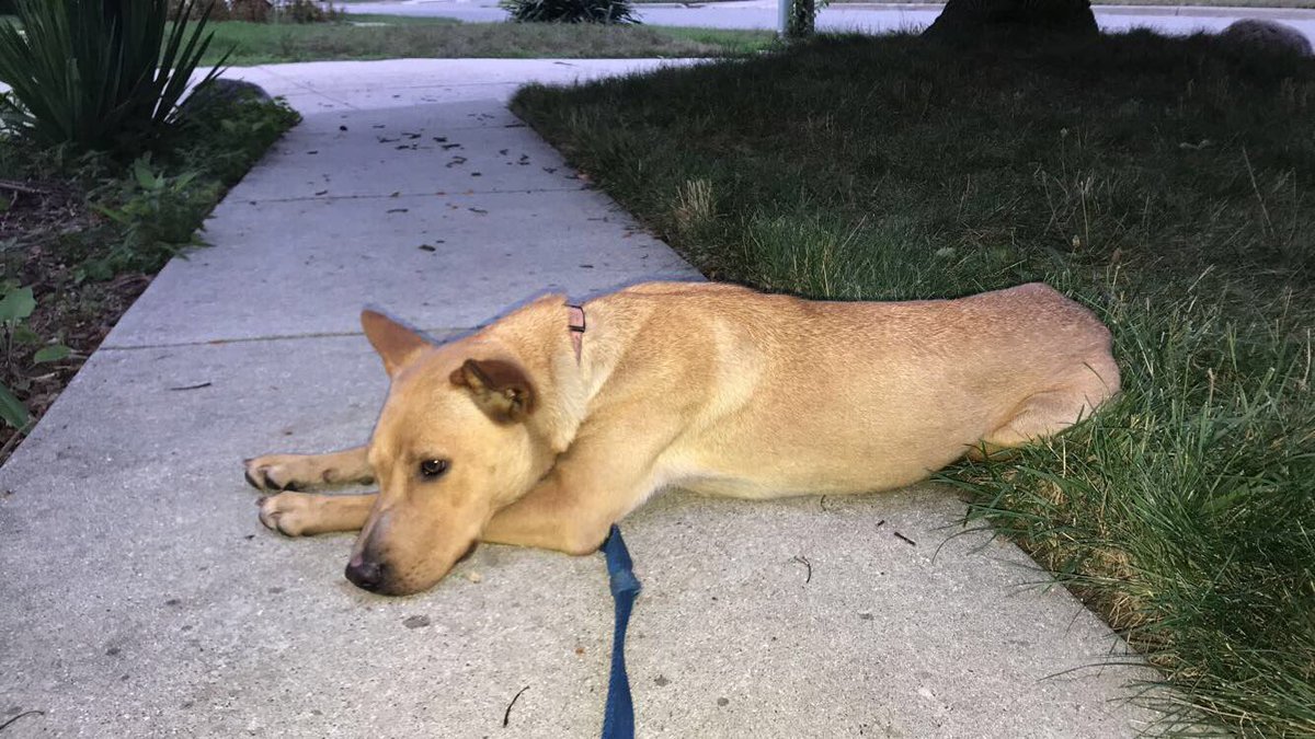 LilliStolieckas's tweet photo. Twitter do your thing! Help me find their homes! I found these two on the corner of Franklin and Ionia Street in Grand Rapids, MI!!! PLS RT &amp; SPREAD THE WORD!!!! https://t.co/ceUGX1Hk1y