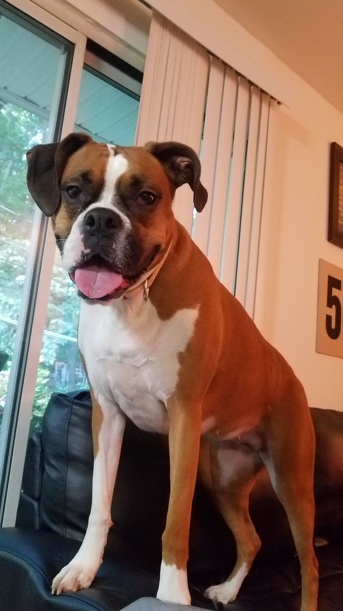 ShMcD82's tweet photo. Always so happy #BoxerDogs #Boxers https://t.co/ItgjZNN6vu