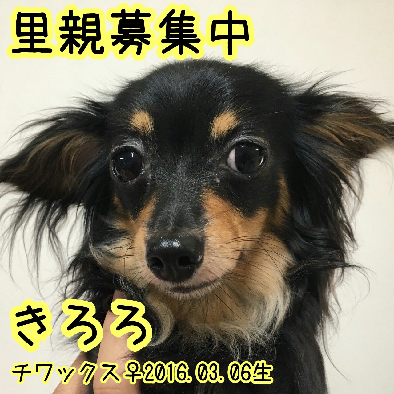 保護犬カフェ 鶴橋店 里親募集中 家族に迎えてくださる方はぜひお電話ください 保護犬カフェ鶴橋店 06 4309 8715 保護犬カフェ鶴橋店 保護犬 里親募集中 里親募集 殺処分ゼロ チワワ イタリアングレーハウンド ミックス犬 チワックス