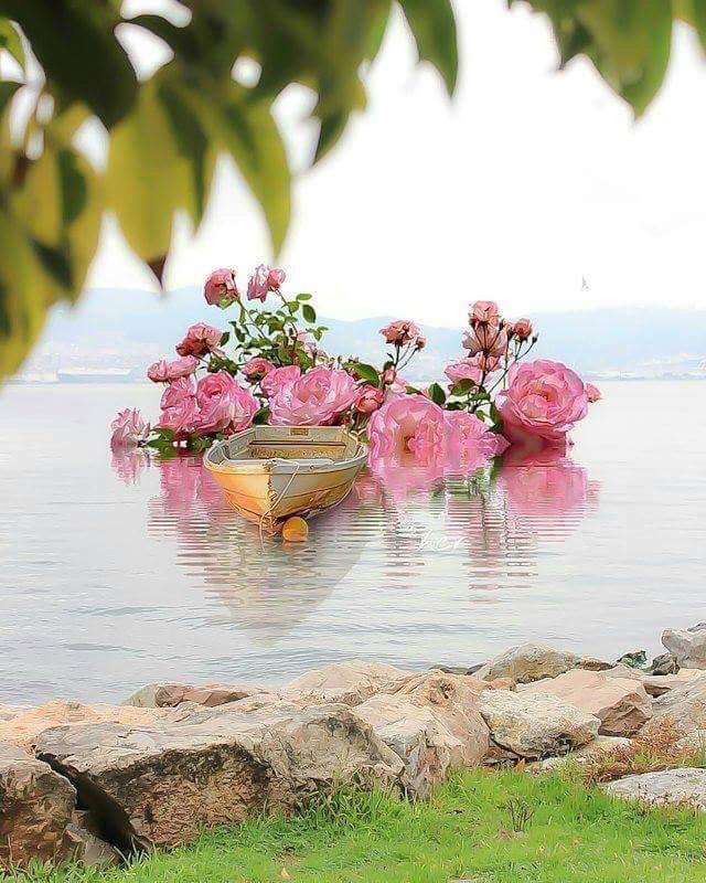 الصفى (@mho_1960) on Twitter photo 