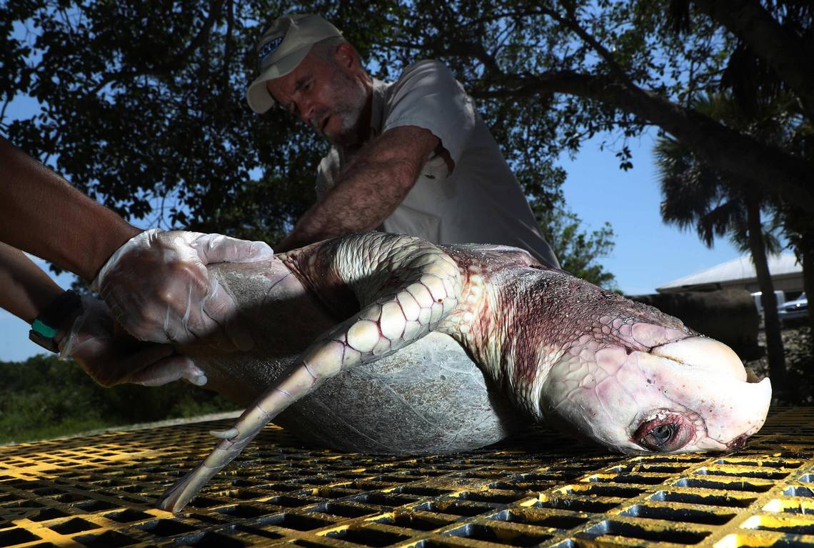 Dead fish, birds, manatees, even a whale. Toll from worst red tide in decade grows. hrld.us/2LTesdd