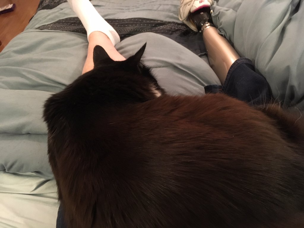 EllingsonLaura's tweet photo. The Case of the Phantom Cat https://t.co/od2NQZDjXj https://t.co/4eTvuh6inY